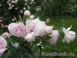 The Wedgwood Rose The Wedgwood Rose