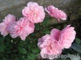 Pink Gruss an Aachen