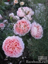 Abraham Darby Abraham Darby