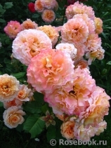 Augusta Luise Augusta Luise