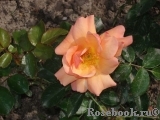 Aprikola Aprikola