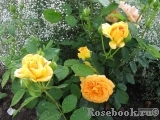 Goldelse Goldelse