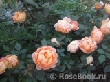 Lady of Shalott Lady of Shalott