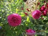 Jardins De Re Jardins De Re