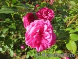 Jardins De Re Jardins De Re