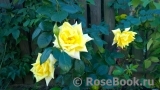 Goldener Olymp Goldener Olymp