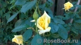 Goldener Olymp Goldener Olymp