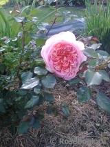 Abraham Darby Abraham Darby