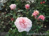 Garden of Roses Garden of Roses
