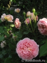 Abraham Darby Abraham Darby