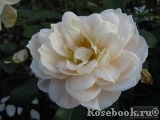 Lions Rose Lions Rose
