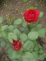 Rose des 4 Vents Rose des 4 Vents