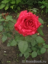 Rose des 4 Vents Rose des 4 Vents