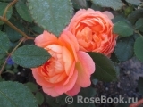 Lady of Shalott Lady of Shalott
