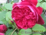 William Shakespeare ® William Shakespeare ®