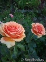 Ashram Ashram