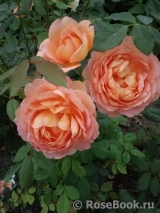 Lady of Shalott Lady of Shalott