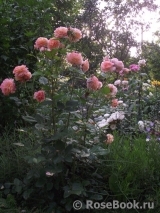 Augusta Luise Augusta Luise