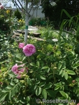 Romantic Roadrunner ® Romantic Roadrunner ®