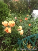 Lady of Shalott Lady of Shalott