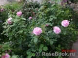 Mary Rose Mary Rose