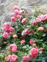 Rosarium Uetersen Rosarium Uetersen