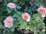 Grace® Grace®