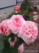 A Shropshire Lad A Shropshire Lad