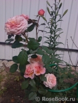 A Shropshire Lad A Shropshire Lad