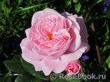 Rosengräfin Marie Henriette Rosengräfin Marie Henriette