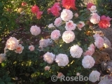 Garden of Roses Garden of Roses