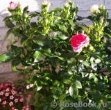 Cerise Flower Circus ® Cerise Flower Circus ®
