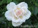 Chandos Beauty Chandos Beauty