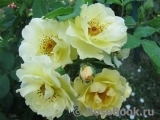 Goldspatz ® Goldspatz ®