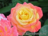 Gartenspass ® Gartenspass ®