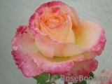 Blush Flower Circus Blush Flower Circus