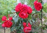 Florentina - Florentina -