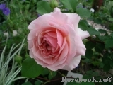 A Shropshire Lad A Shropshire Lad