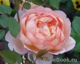 Lady of Shalott Lady of Shalott