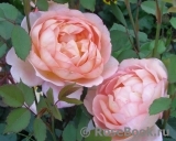 Lady of Shalott Lady of Shalott