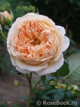 Crown Princess Margareta® Crown Princess Margareta®