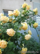 Golden Celebration® Golden Celebration®