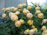 Golden Celebration® Golden Celebration®