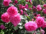 Rosarium Uetersen Rosarium Uetersen