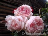 The Wedgwood Rose The Wedgwood Rose