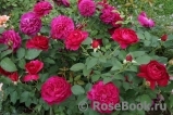 Darcey Bussell Darcey Bussell