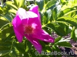 Rosa rugosa rubra Rosa rugosa rubra