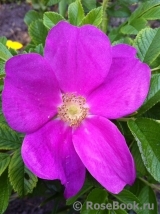 Rosa rugosa rubra Rosa rugosa rubra
