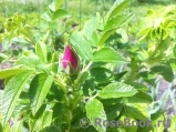 Rosa rugosa rubra Rosa rugosa rubra
