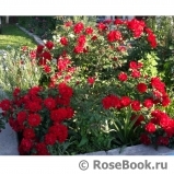 Roter Korsar Roter Korsar